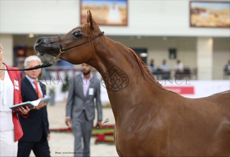 JAWAHER | جواهر